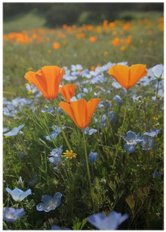 Bug's Eye View Vertical - Baby Blue Eyes Poppy (400x400), Png Download