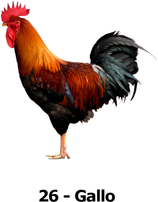 Tu Animalito - Cock Png (696x521), Png Download