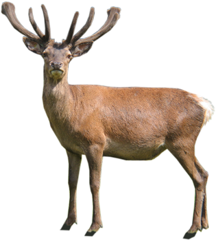 Stag - T-shirt (445x355), Png Download