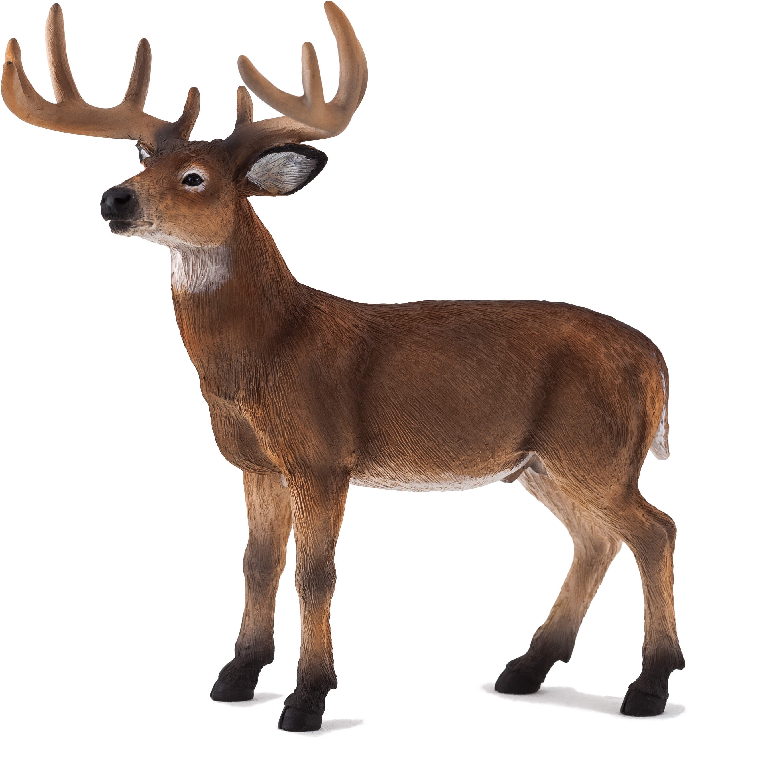 Download Animal Planet: White Tailed Deer Stag PNG Image with No Background  