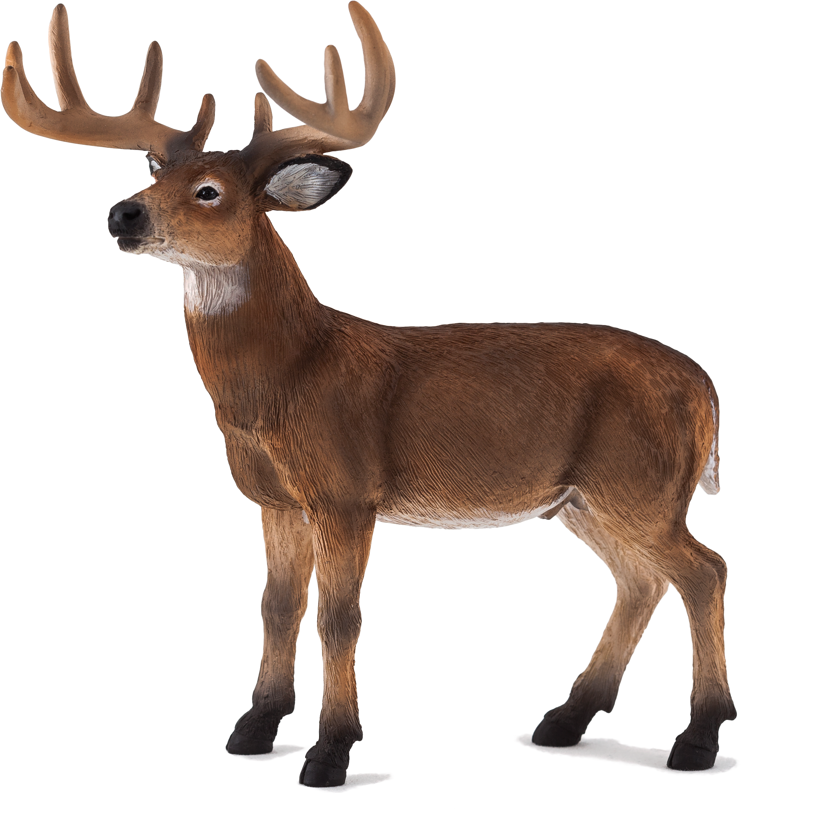 Download Animal Planet: White Tailed Deer Stag PNG Image with No Background Download Animal Planet: White Tailed Deer Stag PNG Image with No Background