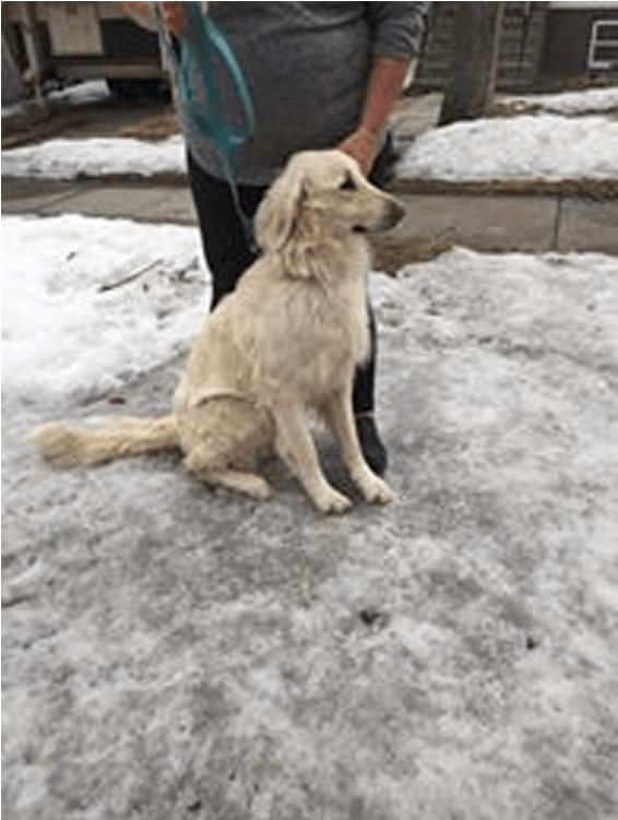 Doug Adopted Into A Forver Home - Dog Catches Something (800x750), Png Download