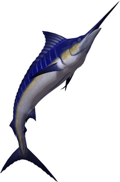 Marlin Fish (1024x639), Png Download