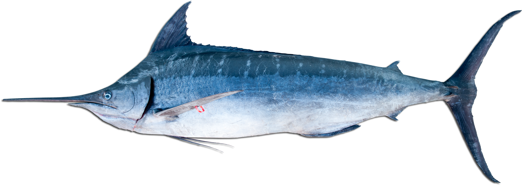 A Blue Marlin - Blue Marlin (2115x717), Png Download