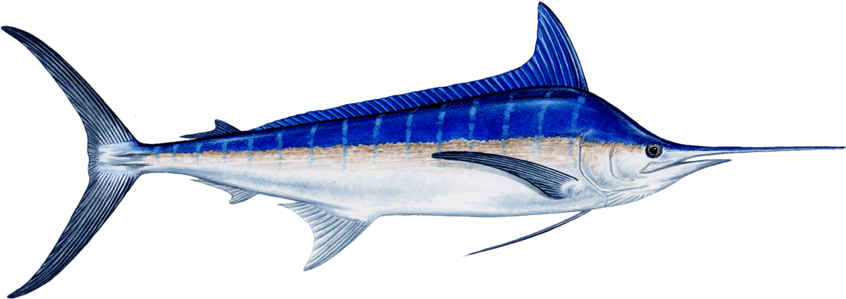 Fish Marlin (1200x419), Png Download