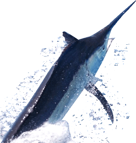 Make A Booking - Transparent Background Marlin Png - Free Transparent