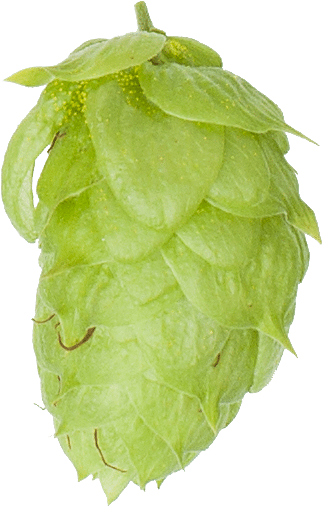 Search - Braconidae (460x625), Png Download