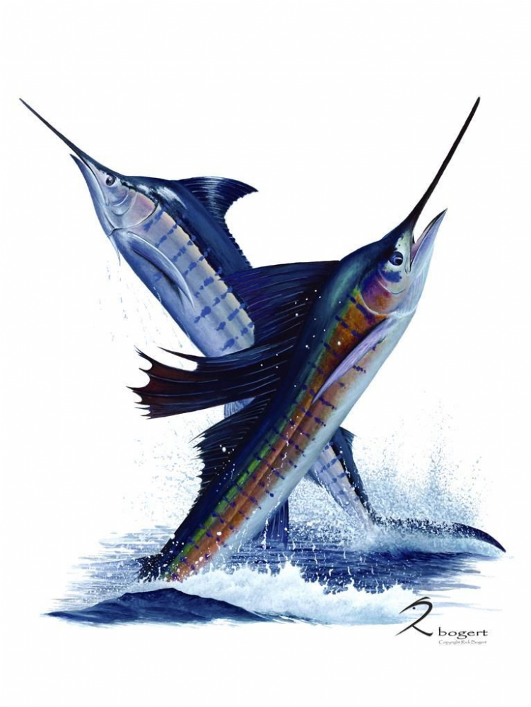Sailfish (1000x1000), Png Download