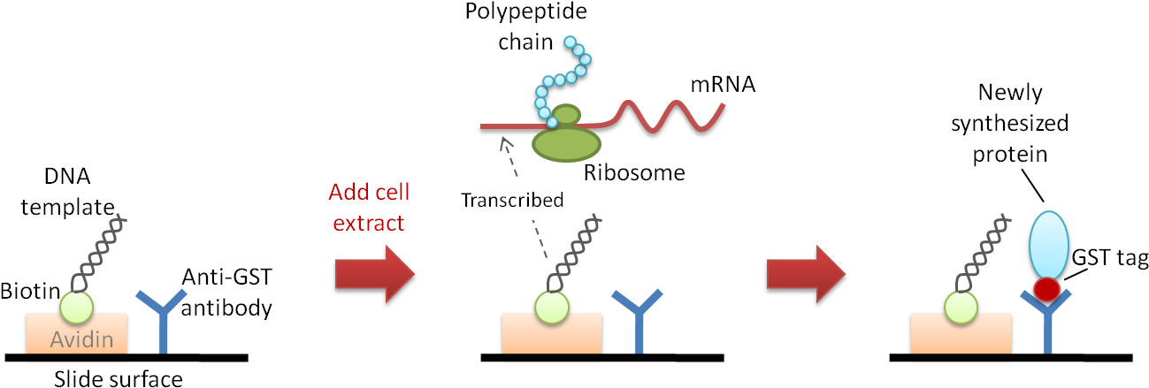 Figure 1 Nappa - Free Vs Membrane Proteins (1363x470), Png Download