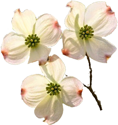 Dogwoodblooms - Portable Network Graphics (389x399), Png Download