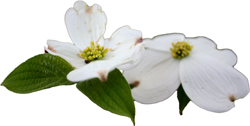The "wild Foods & Wild Medicinal Plants 6-weeks Program - Flowering Dogwood (495x270), Png Download