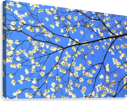 Blue Sky And Dogwood Canvas Print - Motif (429x344), Png Download