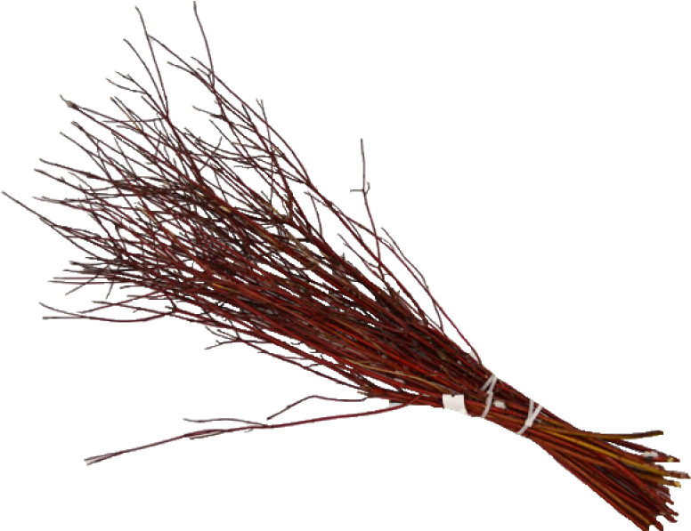 Dogwood Red Twig 3 Ft (800x800), Png Download