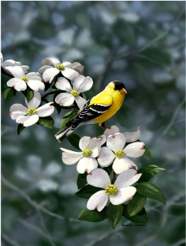 Golden Dogwood American Goldfinch Limited Edition Print - Goldfinch Dogwood (400x400), Png Download