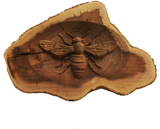 Insect (646x646), Png Download