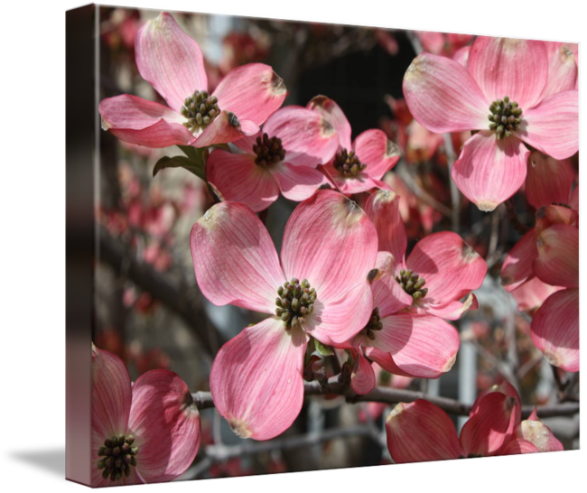"large Dogwood Blossoms" By Carol Groenen, Tampa // - Flowering Dogwood (650x546), Png Download
