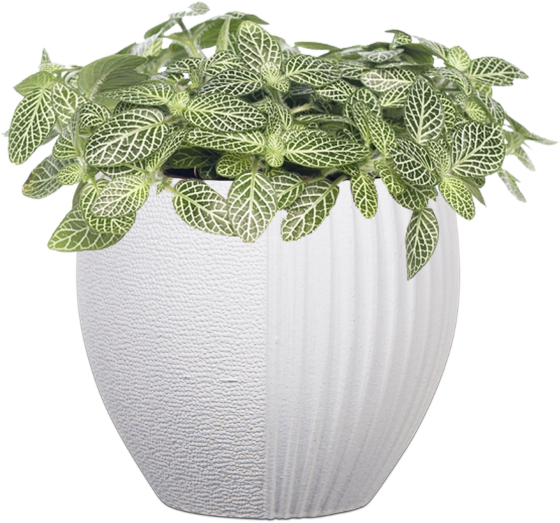 Capi Lux Split Indoor - Planten Mozaïekplant (fittonia 'mont Blanc') D 10,5 (800x779), Png Download
