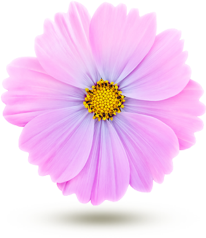 Cosmos - Fleur De Cosmos Comestible (310x420), Png Download
