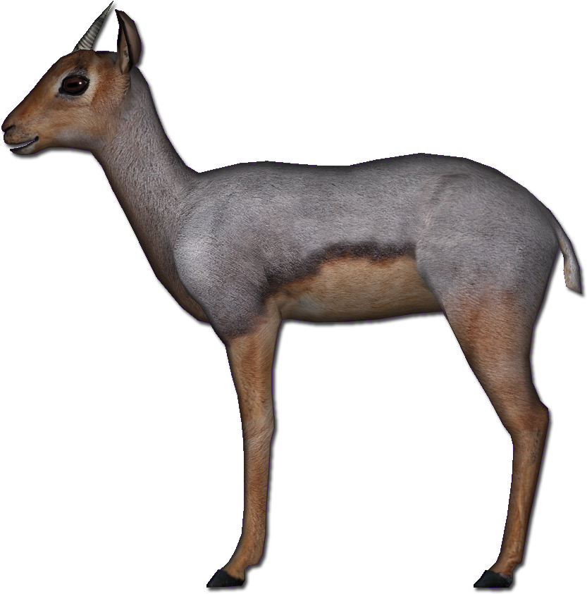 Download Beira Antelope Beira Antelope Png Png Image With No Background Pngkey Com