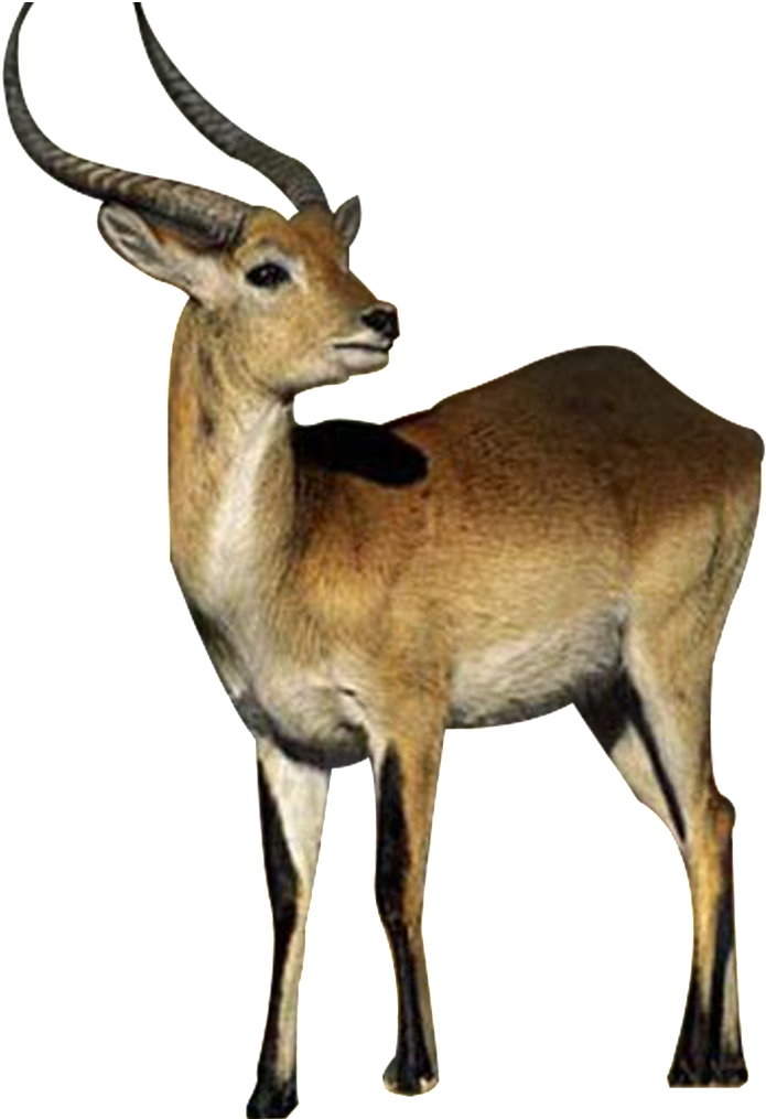 Hd Beautiful Tibetan Antelope Static Png - 長 角 羊 (1024x1024), Png Download