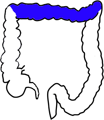 Appendix Of Dog (376x418), Png Download