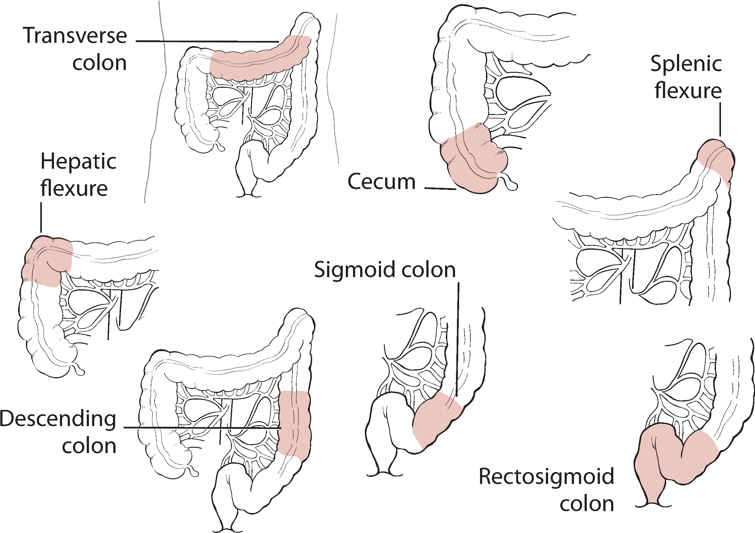 3 45 71 Colorectal Anatomy - Line Art (2451x1705), Png Download