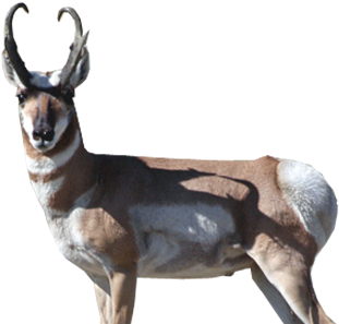 Antelope - Roe Deer (960x350), Png Download