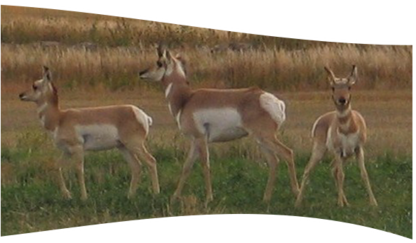 3 Antelope - White-tailed Deer (599x375), Png Download