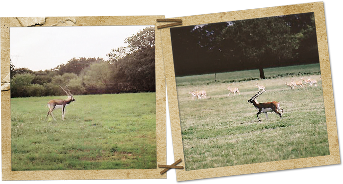 Blackbuck Antelope - Blackbuck (700x376), Png Download
