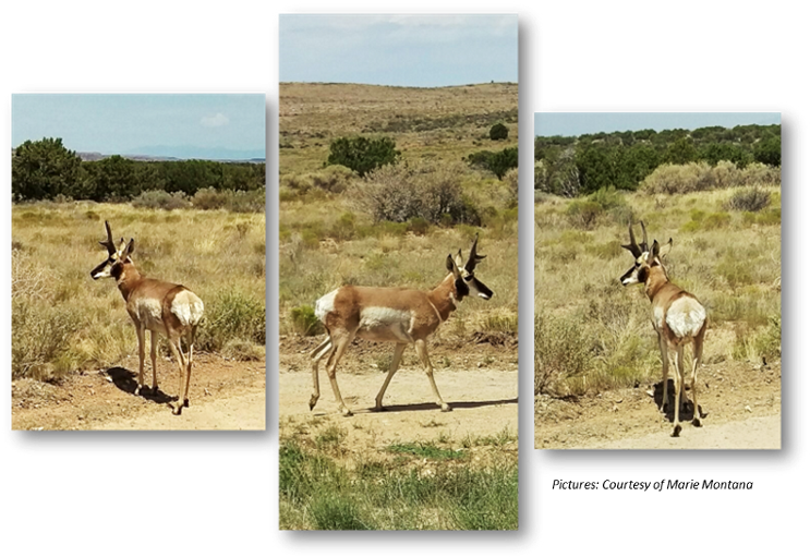 Pronghorn, Anetelope, Hualapai, Hunting - Thomson's Gazelle (750x518), Png Download