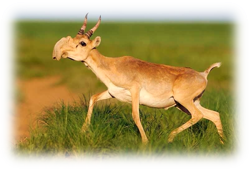 Saiga Antelope Overview - 24x16 Photographic Print:photographic Print Male Saiga (800x544), Png Download