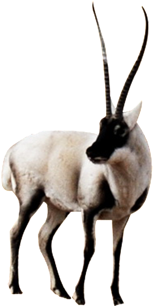 Hd Beautiful Tibetan Antelope Static Png - Antelope (1024x1024), Png Download