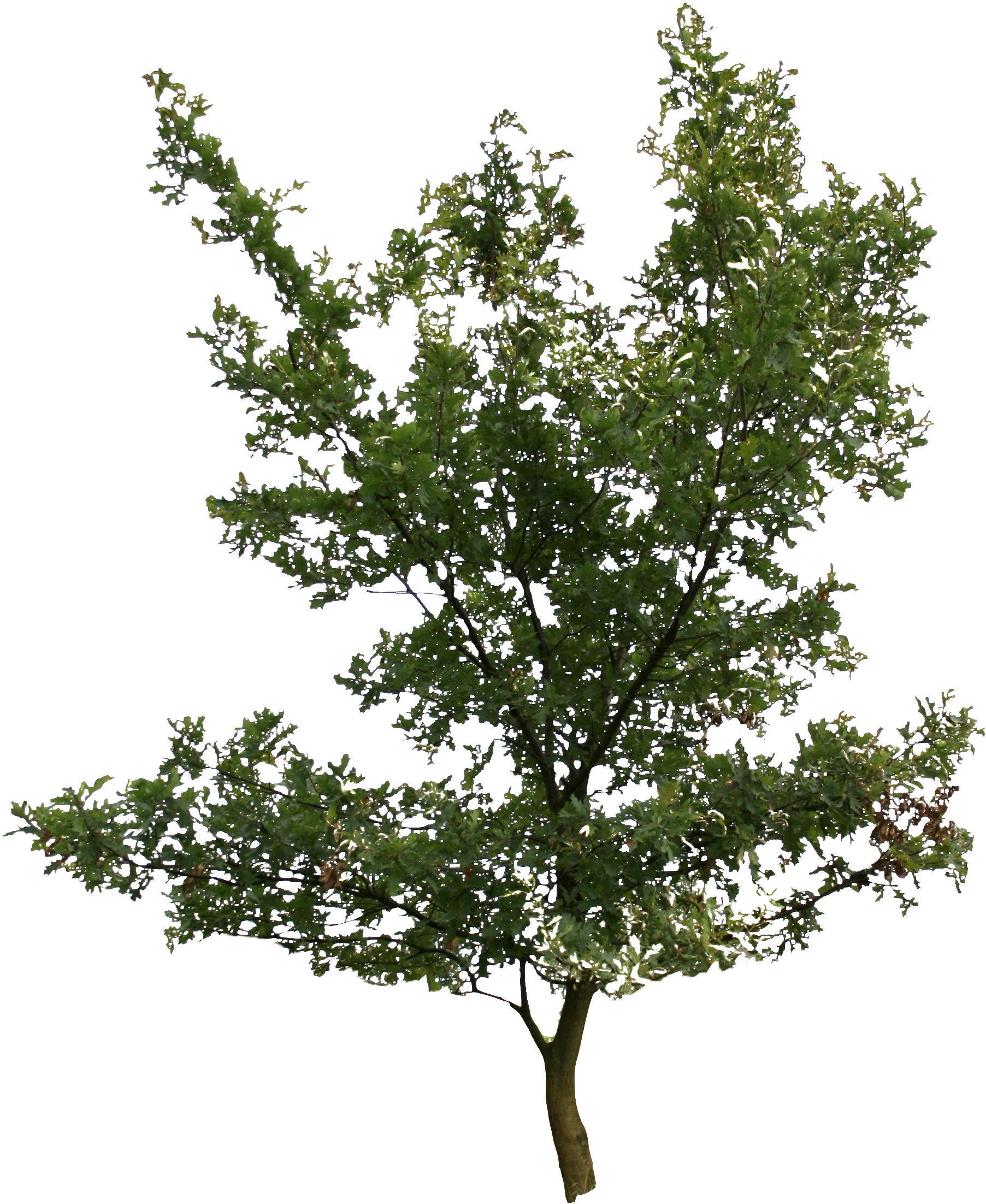 2d Trees - Pond Pine (1983x2382), Png Download