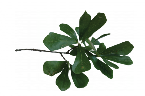 Louisiana Water Oak Leaves (480x320), Png Download