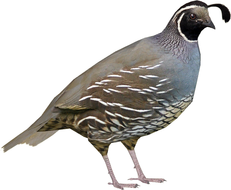 Californian Quail M - Zoo Tycoon 2 Rock Partridge (733x733), Png Download