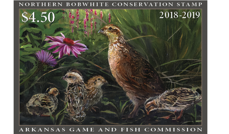 Inaugural Arkansas Quail Conservation Stamp Available - Northern Bobwhite (800x450), Png Download