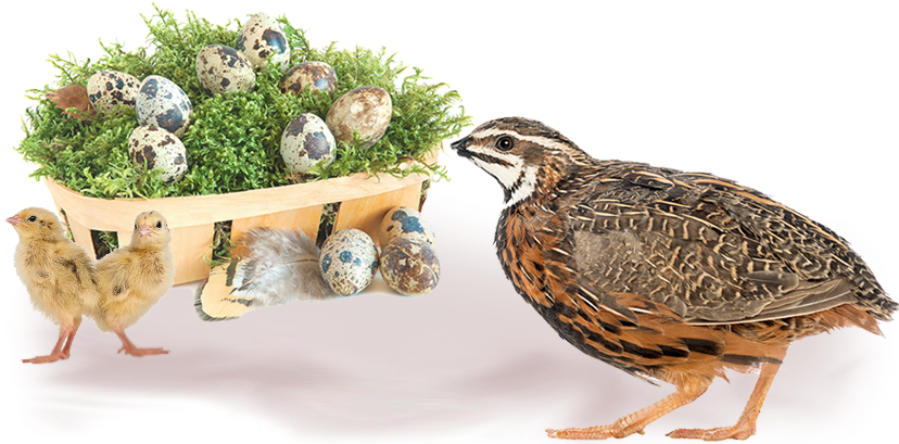 Live Organic Live Healthy - Quail (827x435), Png Download