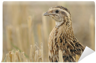 Quails: Amazing Pictures And Facts About Quails (400x400), Png Download