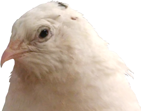 Chicken (704x464), Png Download