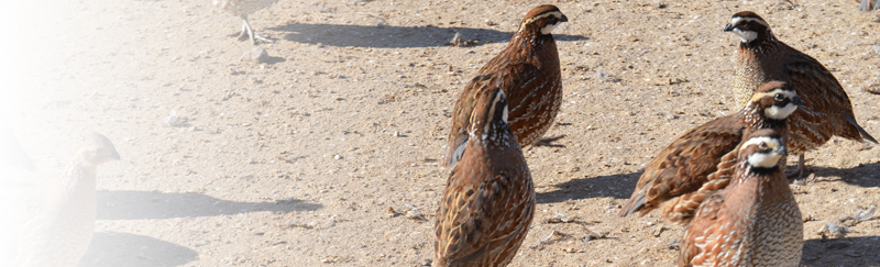 Pricing For Flight Ready Birds - Flight (800x243), Png Download