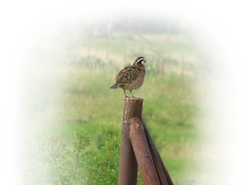 Bob Quail Bird Sitting On A Fence Park Cities Quail - Park Cities Quail (800x600), Png Download