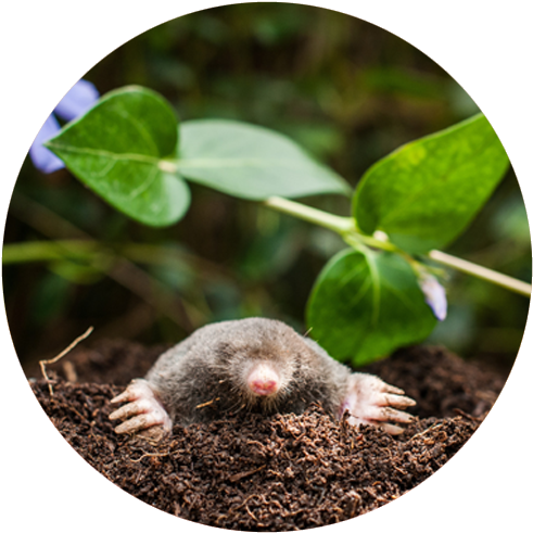 Solutions Pest Control - Tooltime Pack Of 3 Solar Powered Sonic Mole And Rodent (500x500), Png Download