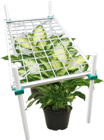 Delray Plants Dieffenbachia Camille In 6 Inch Pot (360x465), Png Download