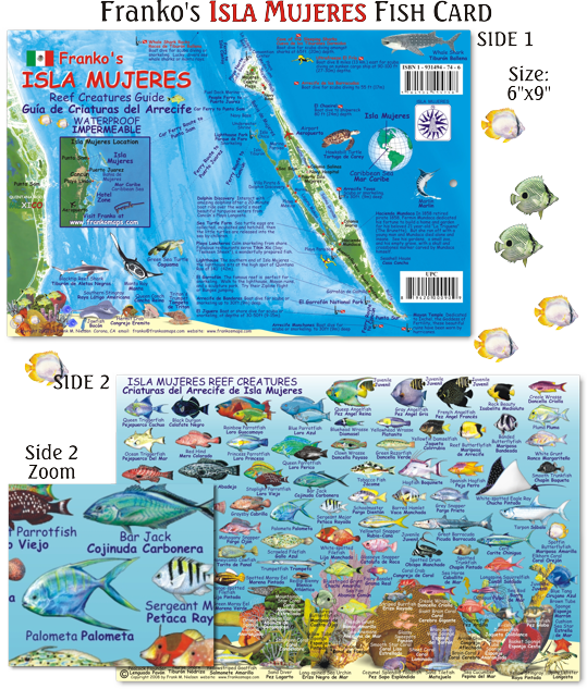 Fish Of Isla Mujeres (539x633), Png Download