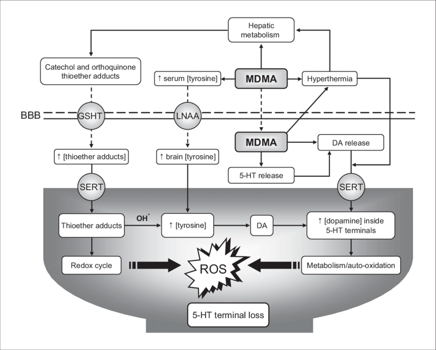 The Proposed Sequence Of Events Resulting In Serotonergic - Neurotoxicity (850x683), Png Download