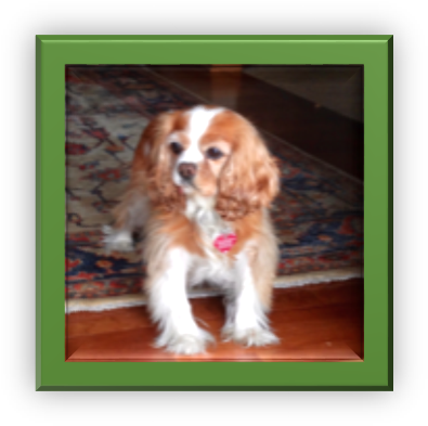 Cavalier King Charles Spaniel (413x411), Png Download