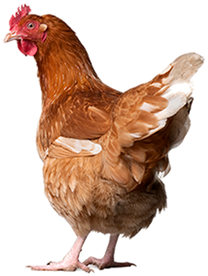 Csgo Chicken Png - New Zealand Free Range Eggs (420x449), Png Download