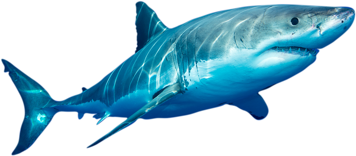 Expedition Data Shows The Voyages Of Sharks On Their - Ocean Of The Great Counted Cross Stitch Kit By Orcraphics (1200x521), Png Download