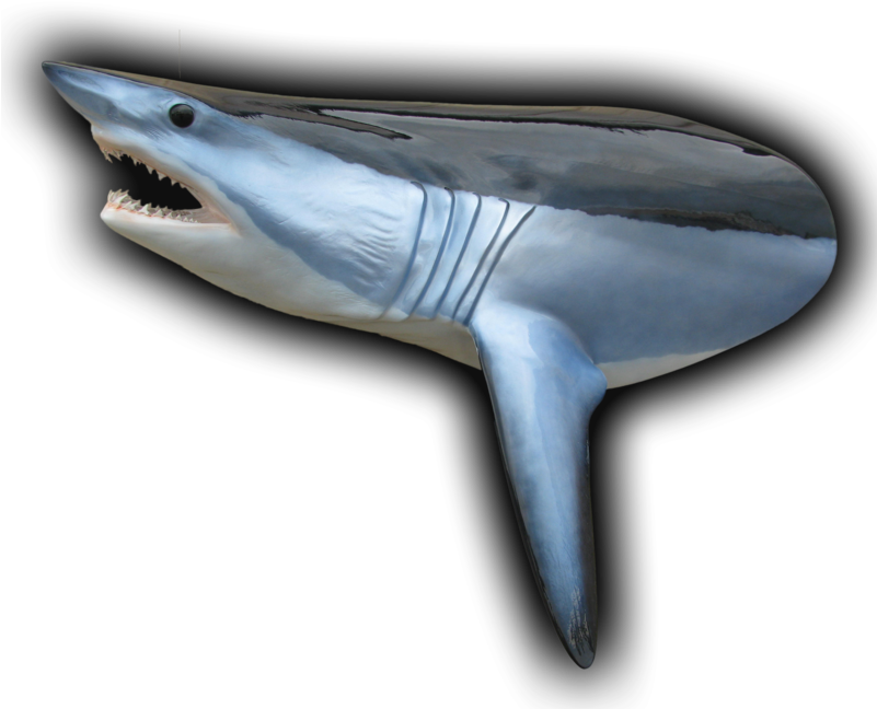 450 Lb Mako Shark Head Mount Fish Replica - Great White Shark (800x656), Png Download