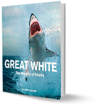 The Majesty Of Sharks - White Shark Books (452x455), Png Download